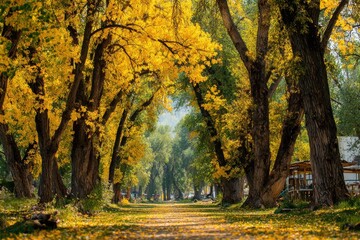 Golden autumnal path lined with trees
