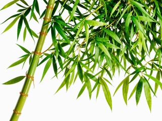 Obraz premium Lush Green Bamboo Stems Isolated