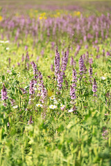 Obraz premium Green field with purple sage flowers and green peas in pods.