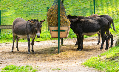 Donkey sanctuary in the village