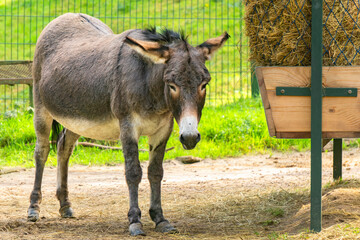 Fototapeta premium Donkey sanctuary in the village
