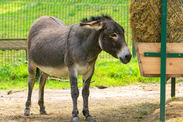 Donkey sanctuary in the village