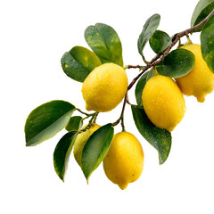 Fresh Delicious Lemons on Branch with Green Leaves