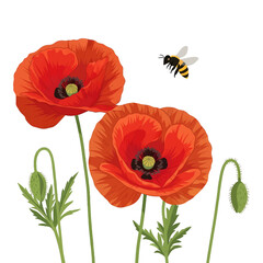Obraz premium Two Red Poppies with a Flying Bee on a White Background in Sunny Day