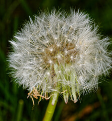 Fototapeta premium blume