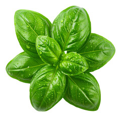 Fototapeta premium Fresh organic green basil leaves, an aromatic culinary herb, are isolated on a white background