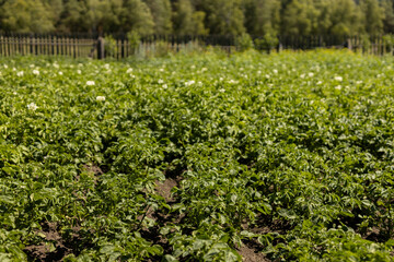 Green potato fields flourish under bright sunlight, showcasing healthy growth in rural farmland during summer