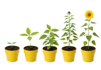 Conceptual photo showing five stages of plant growth from seedling to blooming sunflower