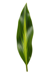 Single Green Tropical Leaf with Yellow Stripe isolated PNG with Transparent Background