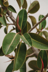 Close-Up of Green Leaves on a Branch