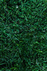 Dense green grass covering the ground in a natural setting during early morning light