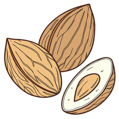 Close-up illustration of three almonds, one cut open, showing the inner kernel and shell details.