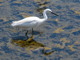 河川の水辺で魚を探すコサギ