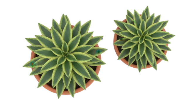 Two agave plants in pots from overhead view isolated PNG with Transparent Background