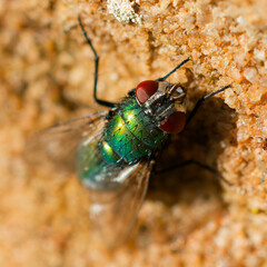 fliege