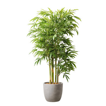 Potted bamboo plant with lush green foliage isolated on a transparent background