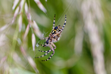 Spinne