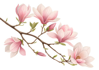 Fototapeta premium Magnolia Branch PNG – Elegant Watercolor Botanical Clipart for Wedding & Sublimation