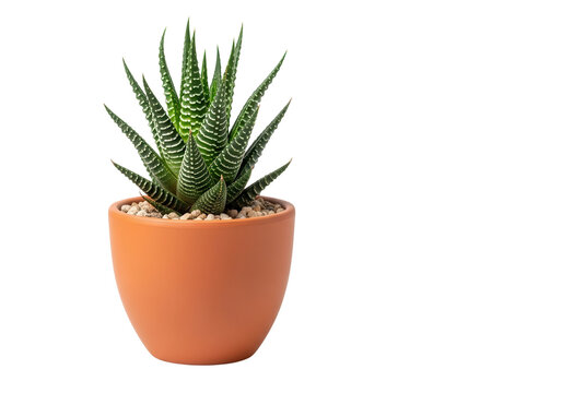 Potted Haworthia Fasciata Zebra Succulent Plant Isolated on Clean White Background - Powered by Adobe