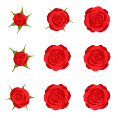 Collection of Red Rose Blossoms with Various Stages of Blooming in White Background for Decoration and Romance