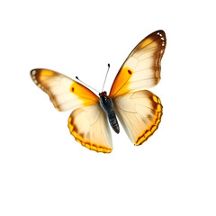 butterfly on white background - A butterfly with yellow and brown wings, isolated on a white background, showcasing its delicate design, suitable for nature and design themes.