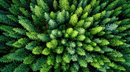 Timberland is forest land cultivated for timber production and sale, offering both investment potential and sustainable resource management opportunities.
