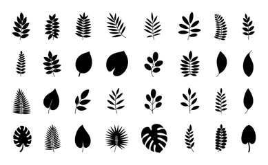 Collection of Black and White Leaf Silhouettes, Various Shapes and Styles © Pretty-Stock