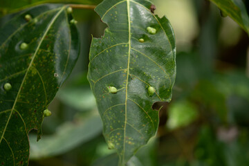 Close-up of a diseased plant leaf with multiple leaf galls caused by insects or bacteria.