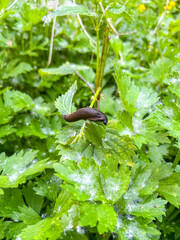 Slug on Leaf