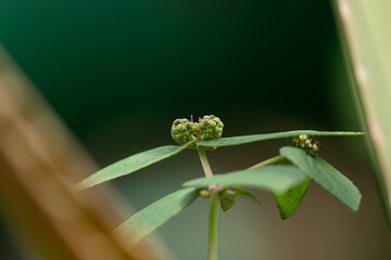 Macro close-up of the flower cluster of a wild weed (Asthma-plant). Detailed nature