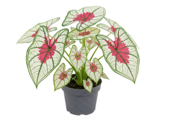Caladium bicolor plant with vibrant pink, white, and green heart-shaped leaves in a black pot, isolated on white background.