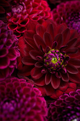 Burgundy red dahlia blooms background. Dark red and maroon dahlia flowers close up. Floral wallpaper.