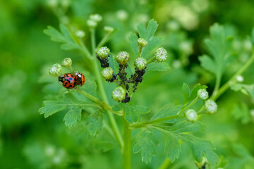 Ladybugs mating. Close up of asian lady beetles mating. Harmonia axyridis.