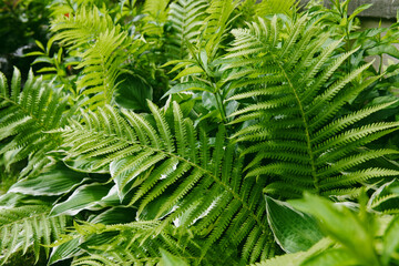 Lush fern leaves foliage. Green ornamental garden plants background.