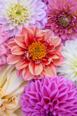Obraz premium Pink, purple, lilac and white dahlia blooms background. Pastel shades dahlia flowers close up. Floral wallpaper