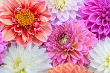 Pink, purple, lilac and white dahlia blooms background. Pastel shades dahlia flowers close up. Floral wallpaper