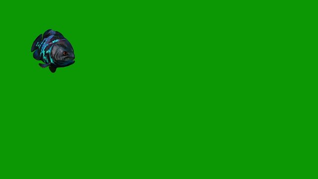 Beautiful Blue Oscar Fish Attacking Scene On Green Screen