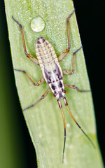 käfer