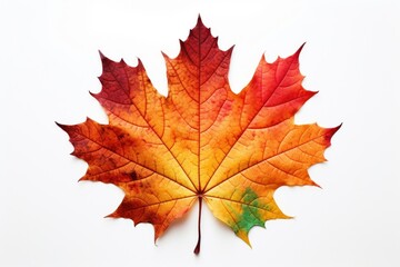 Obraz premium Autumn maple leaf plant tree.