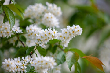 Bird cherry flowers on branches close-up