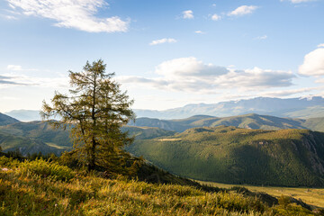 Lonely tree against the backdrop of mountains