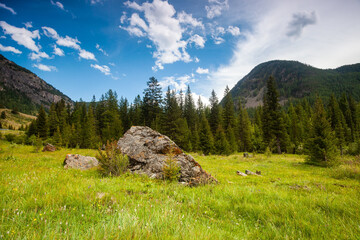 Landscape with forest among mountains