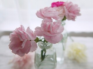pink roses in a vase