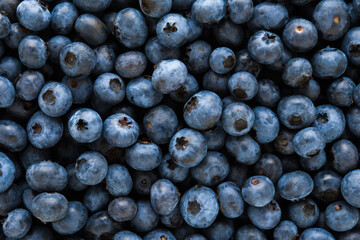 Blueberries background. Fresh berries. Closeup. Top down view.