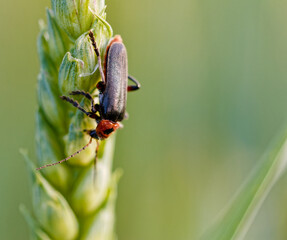käfer