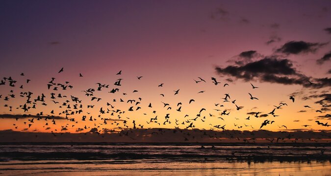 Evening Bird Flight at Foxton Beach New Zealand - Powered by Adobe