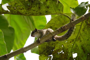 Squirrel on Tree Branch with Green Leaves