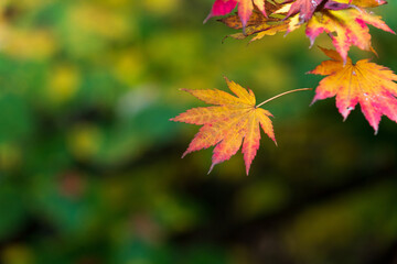 Colorful autumn maple leaves in transition with blurred green background