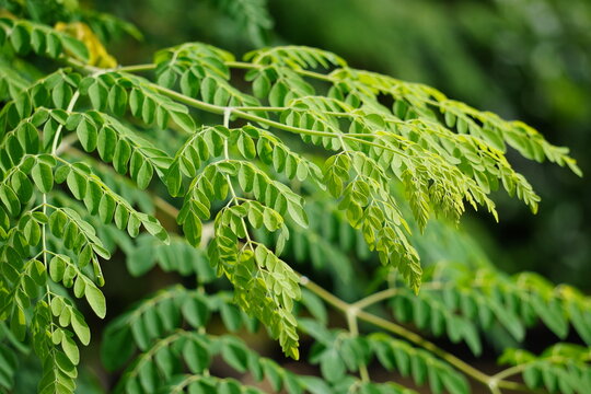 Bright Green Moringa Leaf Close Up