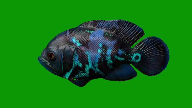 Beautiful Blue Oscar Fish Swim Left 3D Animation On Green Screen